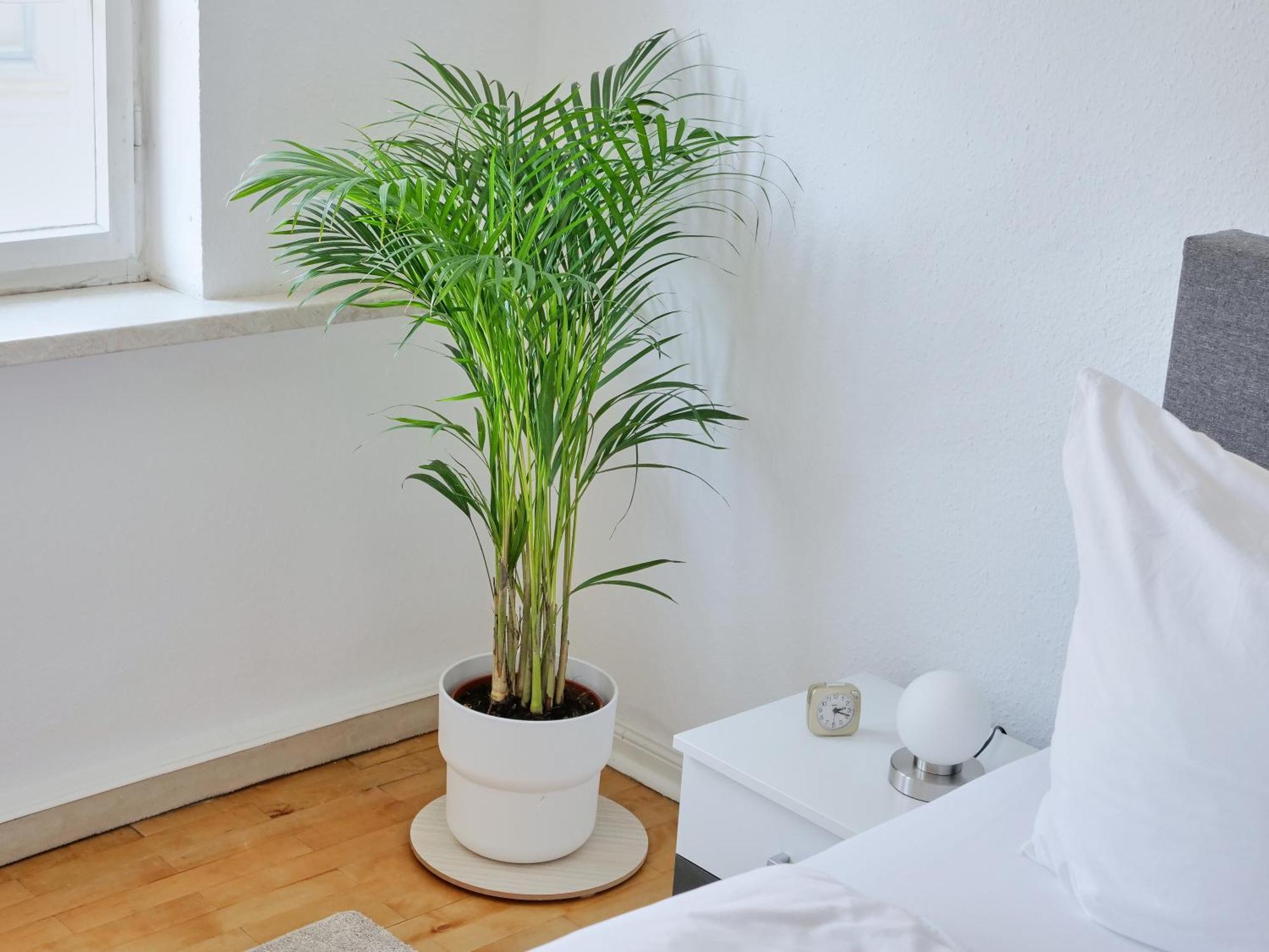 Appartement Dom III - Erfurt Domplatz ภายนอก รูปภาพ